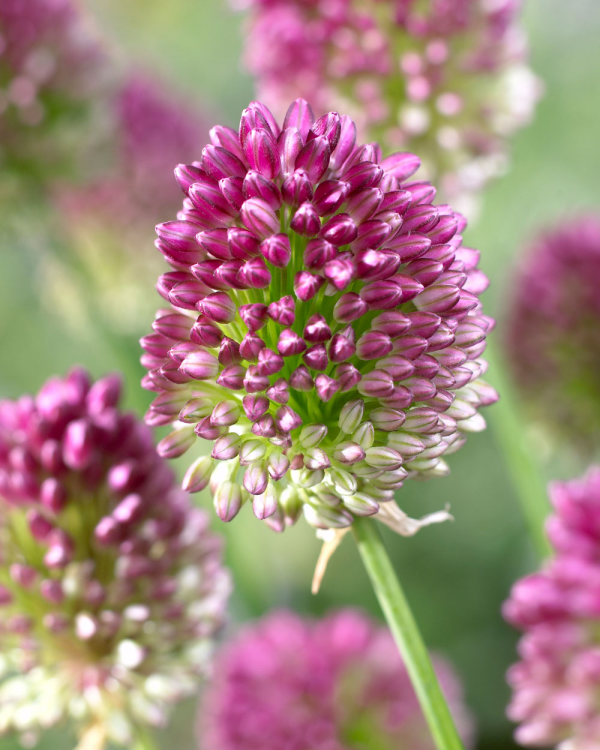 Allium Drumstick