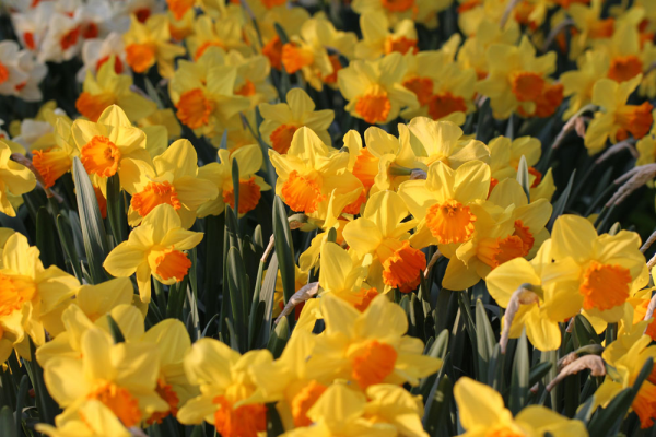 Daffodil Orange Progress