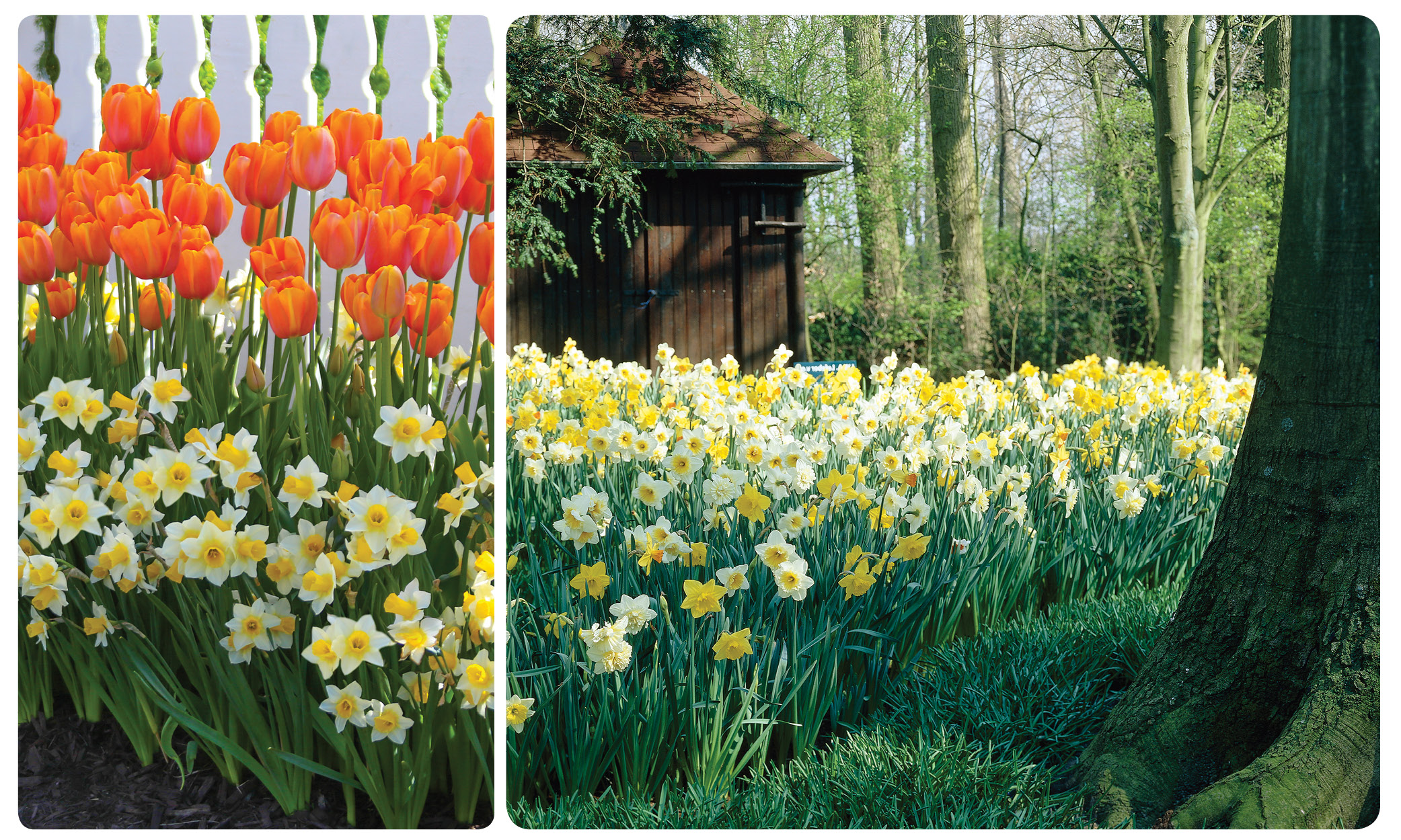 Fence_garden_and_naturalizing