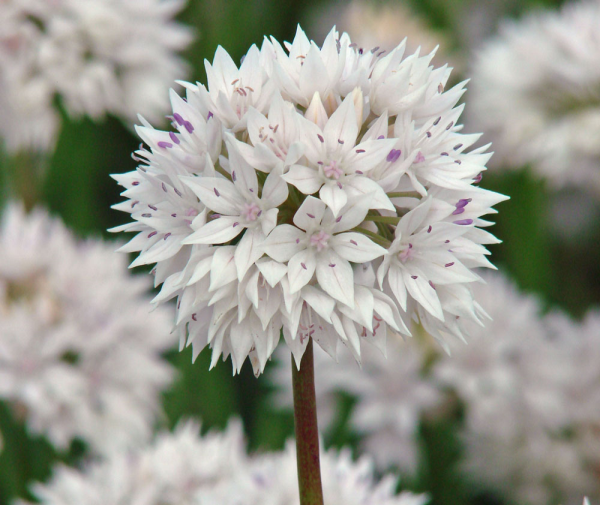 Allium Graceful