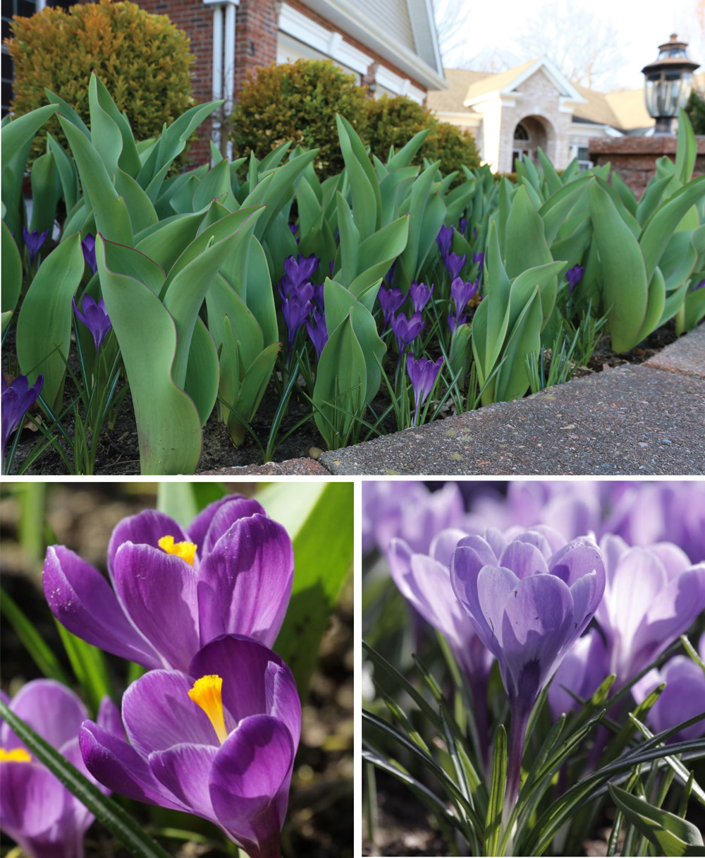 crocus-and-tulips