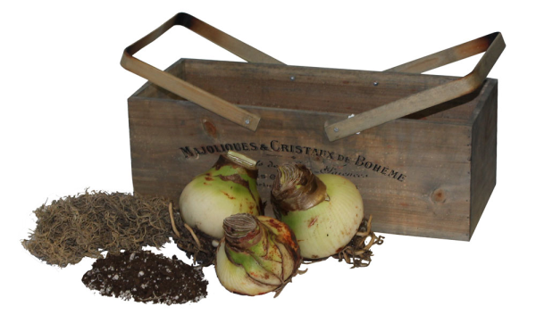 amaryllis bulbs, wooden box, soil, decorative moss