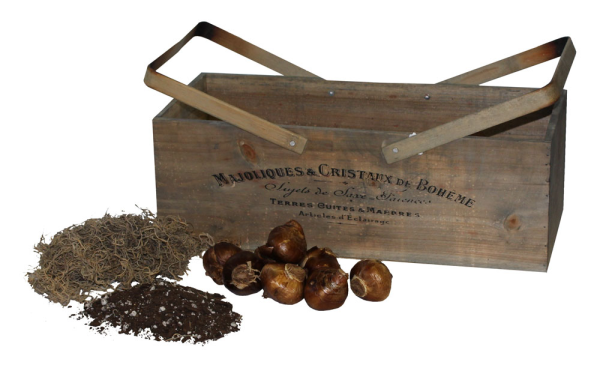 wooden box, paperwhites, soil, decorative moss