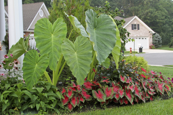 Elephant Ear and Caladium