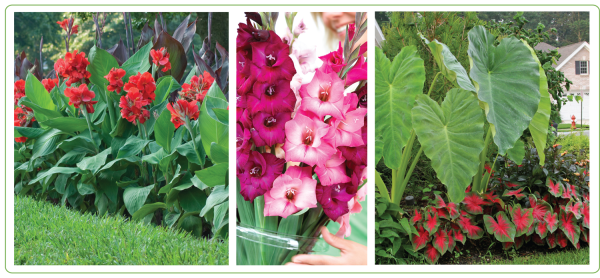 Spring planted Cannas, Glads, Elephant Ear and Caladium