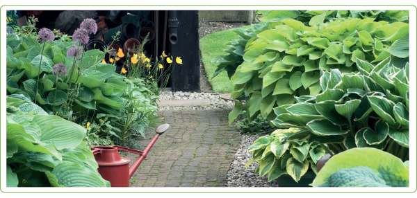 Hostas soften walkways