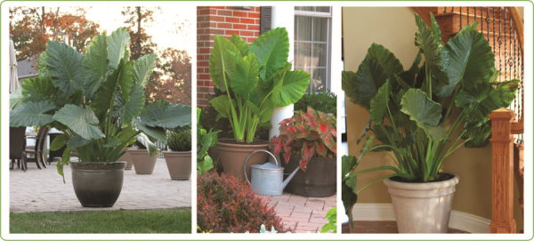 Growing Elephant Ears in Your Home and Garden - Longfield Gardens