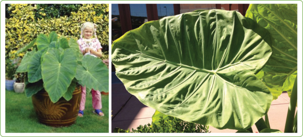 Growing Elephant Ears in Your Home and Garden - Longfield Gardens