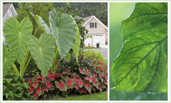 Growing Elephant Ears in Your Home and Garden - Longfield Gardens