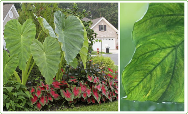 landscaping with elephant ears plant