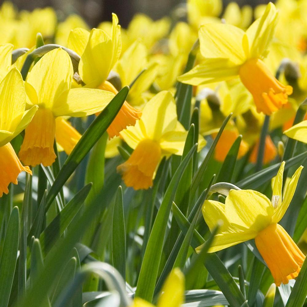 Daffodil Bulbs for Naturalizing - Longfield Gardens