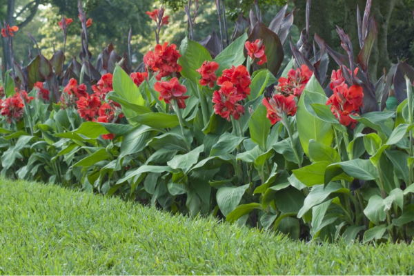 Canna as a border