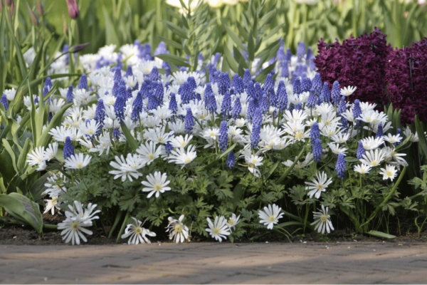 Magnificent Muscari Blooming Now - Longfield Gardens