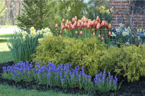 Magnificent Muscari Blooming Now - Longfield Gardens