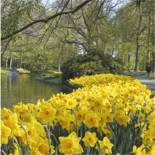 Daffodil Bulbs for Naturalizing - Longfield Gardens