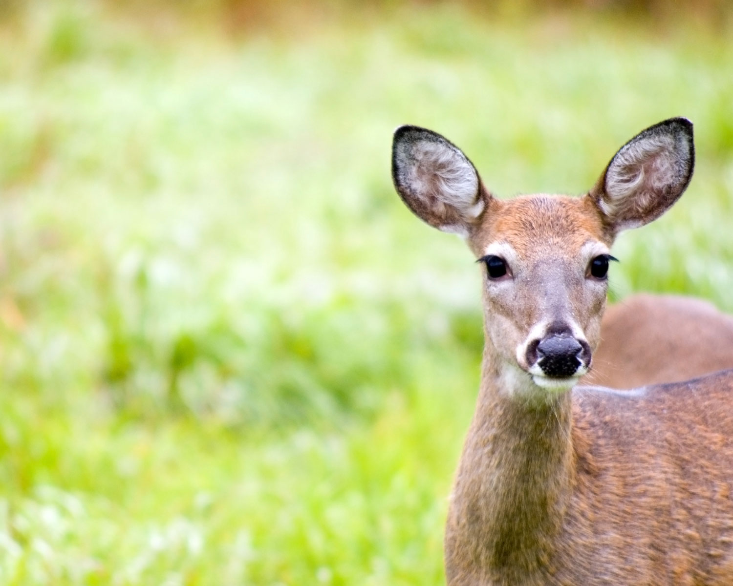 Oh No Deer Not Here - Longfield Gardens