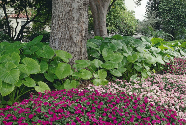 Elephant ear in landscapes