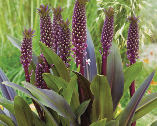 Eucomis in the garden