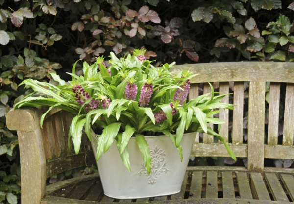 Eucomis in containers