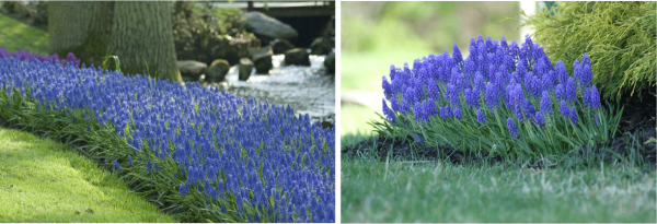 Magnificent Muscari Blooming Now - Longfield Gardens