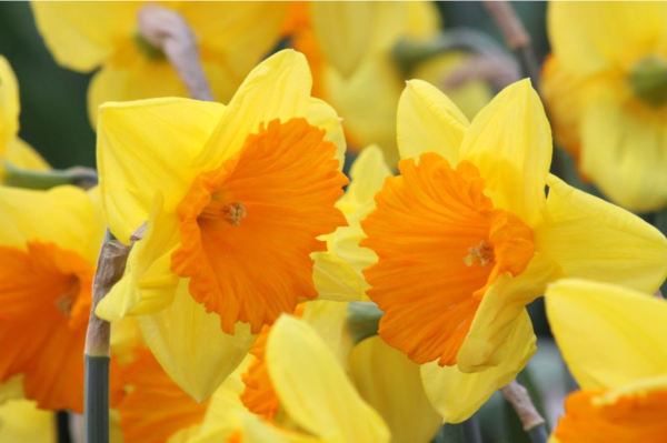 Daffodil Bulbs for Naturalizing - Longfield Gardens