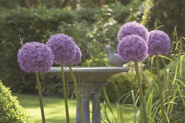 Alliums in the garden