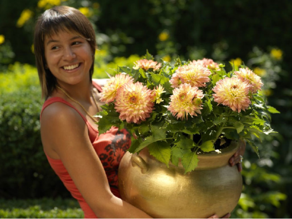 Border dahlias in pots are perfect