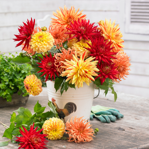 Grow more dahlia blooms