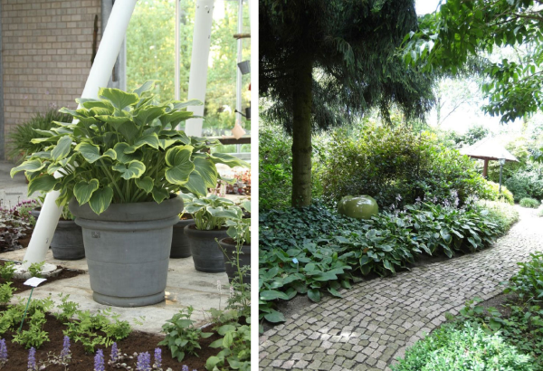 Hostas in pots and as borders