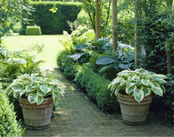 Hosta borders with evergreen shrubs