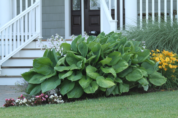 Hostas along front porch