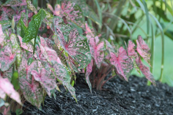 Caladium in the garden