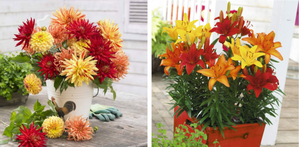 Red and orange Dahlias and Lilies