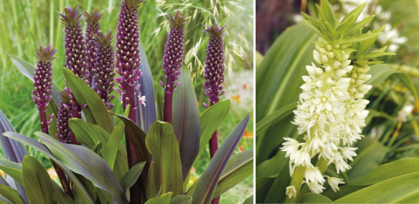 Eucomis