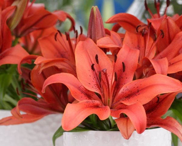 Asiatic Lily Red