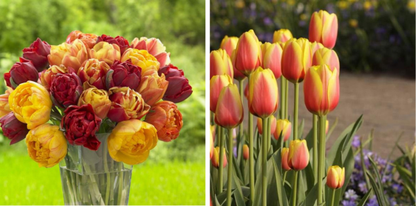 Red and orange tulips in the garden.