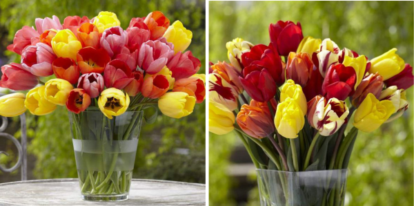 Fun with tulip color!