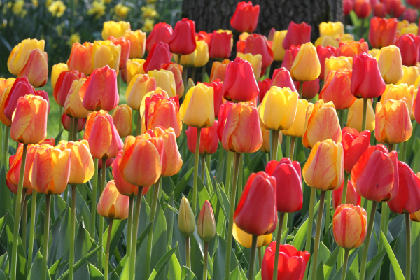 Tulip, Striped Apeldoorn