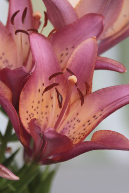 Close up of a lily