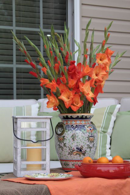 Gladiolus on patio