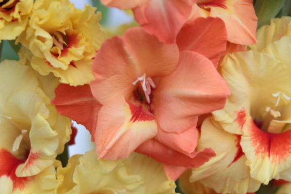 Yellow and orange glads