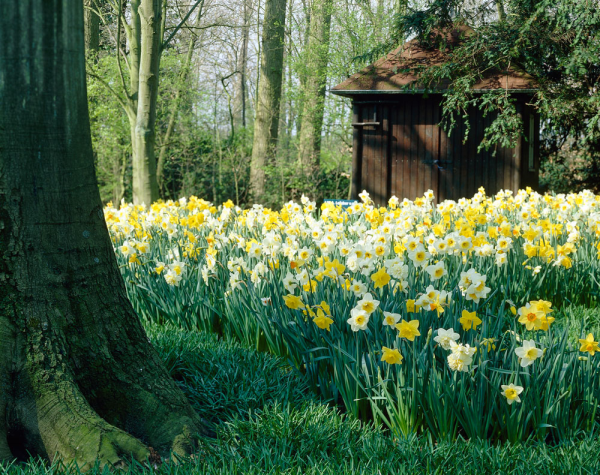 naturalizing and deer resistant