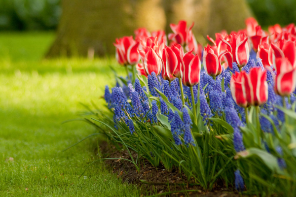 Tulip and muscari