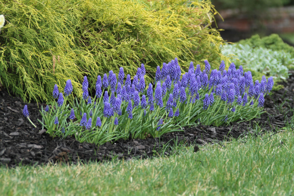 Muscari planted as a border flower in front of evergreens