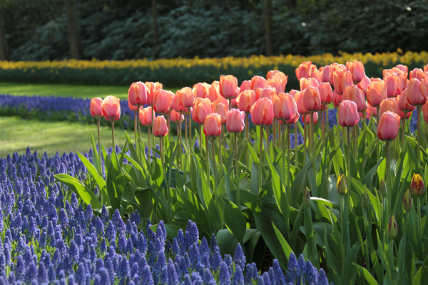 Tulip Apricot Impression and Muscari