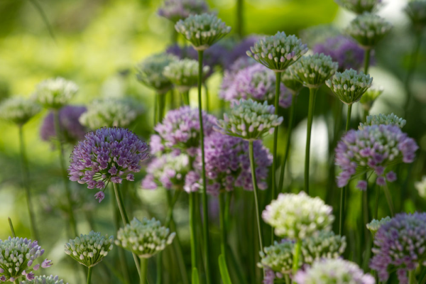 Allium in the garden