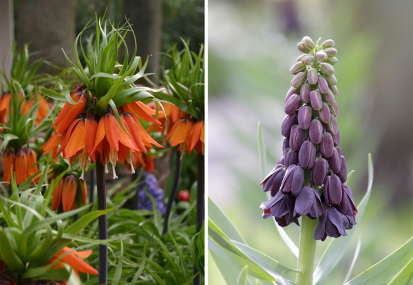 Fritillaria