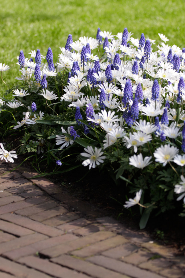 Muscari Superstar   Anemone blanda White Splendour  MG 6595 resized 600