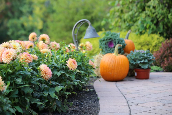 Halloween Flowers