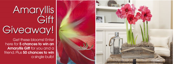 Amaryllis Gift Giveaway resized 600